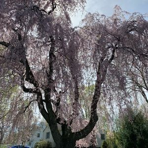 Meet your Posher, Lindsay